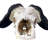 Real Cape Buffalo Skull