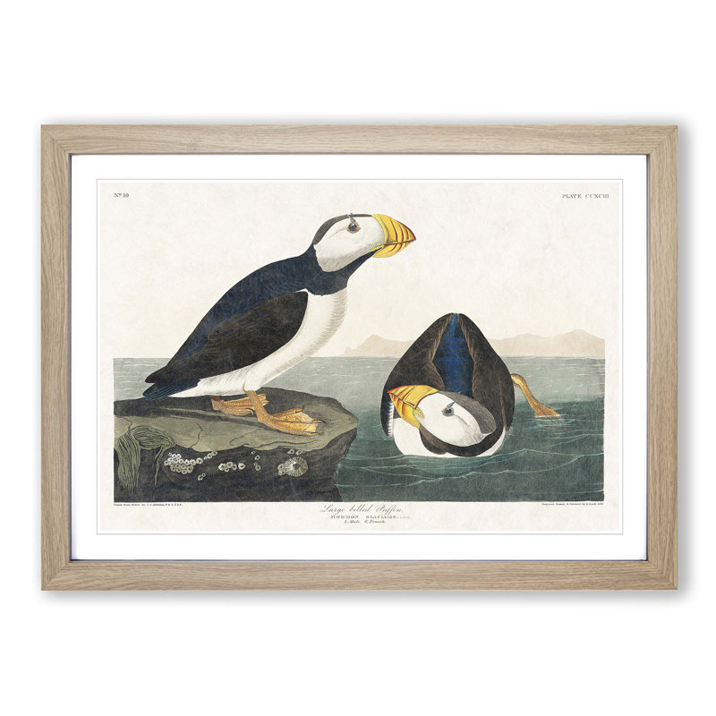 Atlantic Puffins by John Audubon - Single Picture Frame Painting, 45cm H x 63cm W x 2cm D, Oak Framed