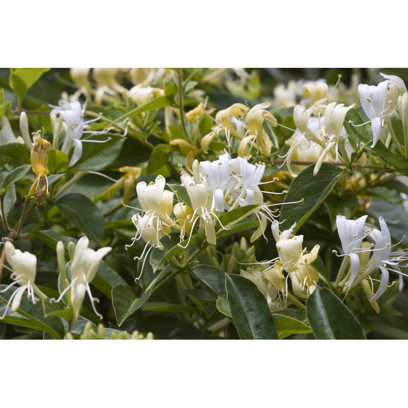 Honeysuckle In Spring Bloom - Wrapped Canvas Print, 30cm H x 46cm W x 3.8cm D
