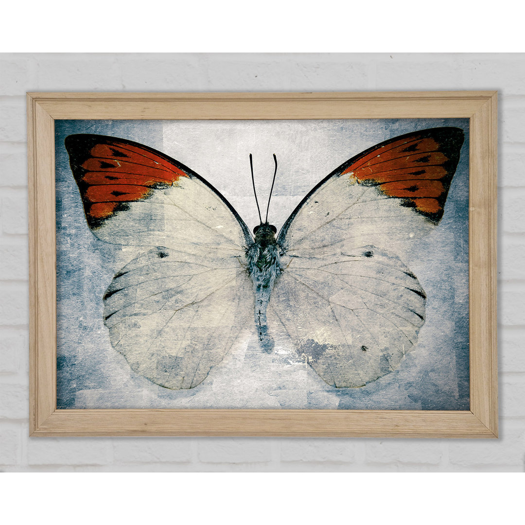 Schmetterling mit orangefarbener Spitze - Druck