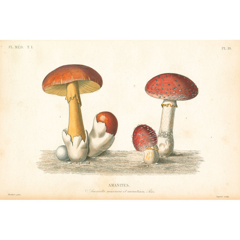 French Mushrooms I - Wrapped Canvas Print, 51cm H x 76cm W
