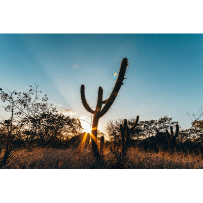 Landscape of The Caatinga In Brazil. Cactus at Sunset 1 Piece Wrapped Canvas Wall Art