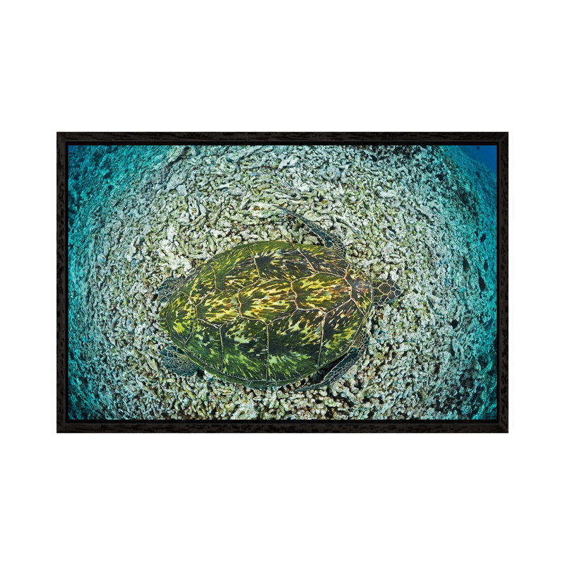 Green Sea Turtle, Chelonia Mydas, An Endangered Species, Hawaii II by David Fleetham - Gallery-Wrapped Canvas Giclée on Canvas