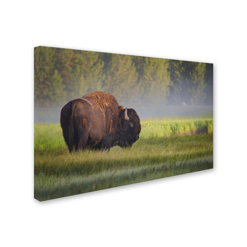 Bison in Morning Light Framed Canvas Print, 20" x 25"