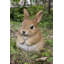 Statue chubby lapin debout