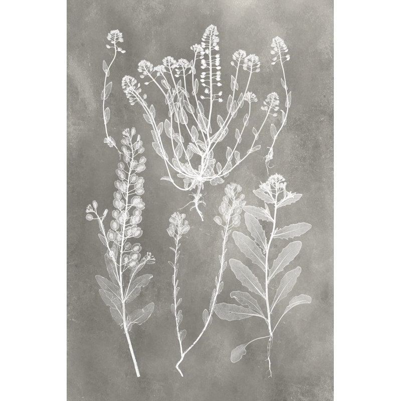 Herbarium Study III by Vision Studio - Painting on Canvas, 30cm H x 20cm W, Wrapped Canvas