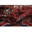 Tapis oriental traditionnel 7 x 9