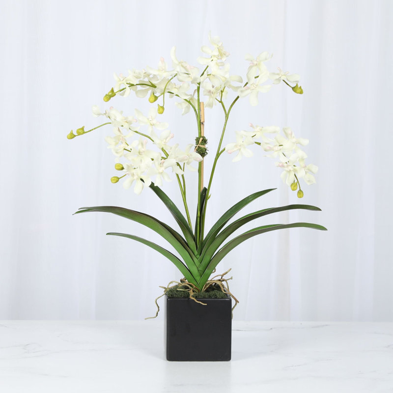 Faux Orchid Plant In White Vase, White, Black