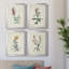 Traditional Botanical I - Ensemble de 4 peintures sur toile encadrées-1478529736-1478529719