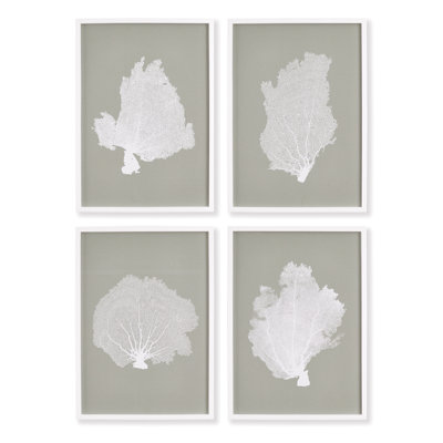 Hwan Coral Fan Study