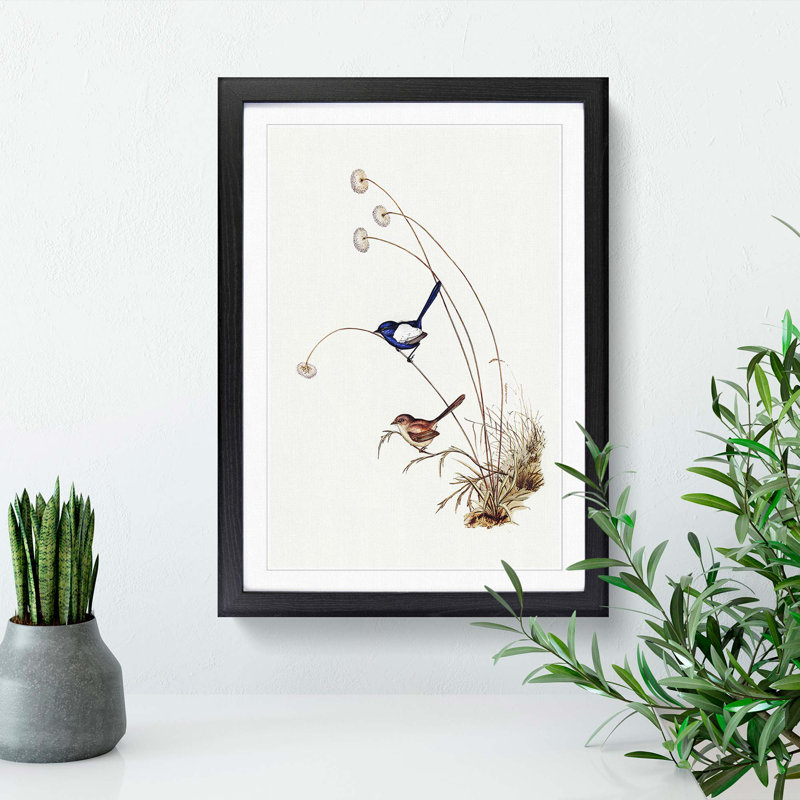 White-Winged Wren by Elizabeth Gould - Framed Print, 36cm H x 27cm W x 2cm D, Black Framed