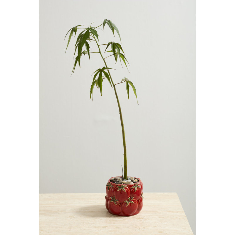 Pot Cucina 5,5 po x 4,5 po