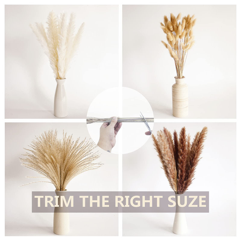 17'' Pampas Grass Plant