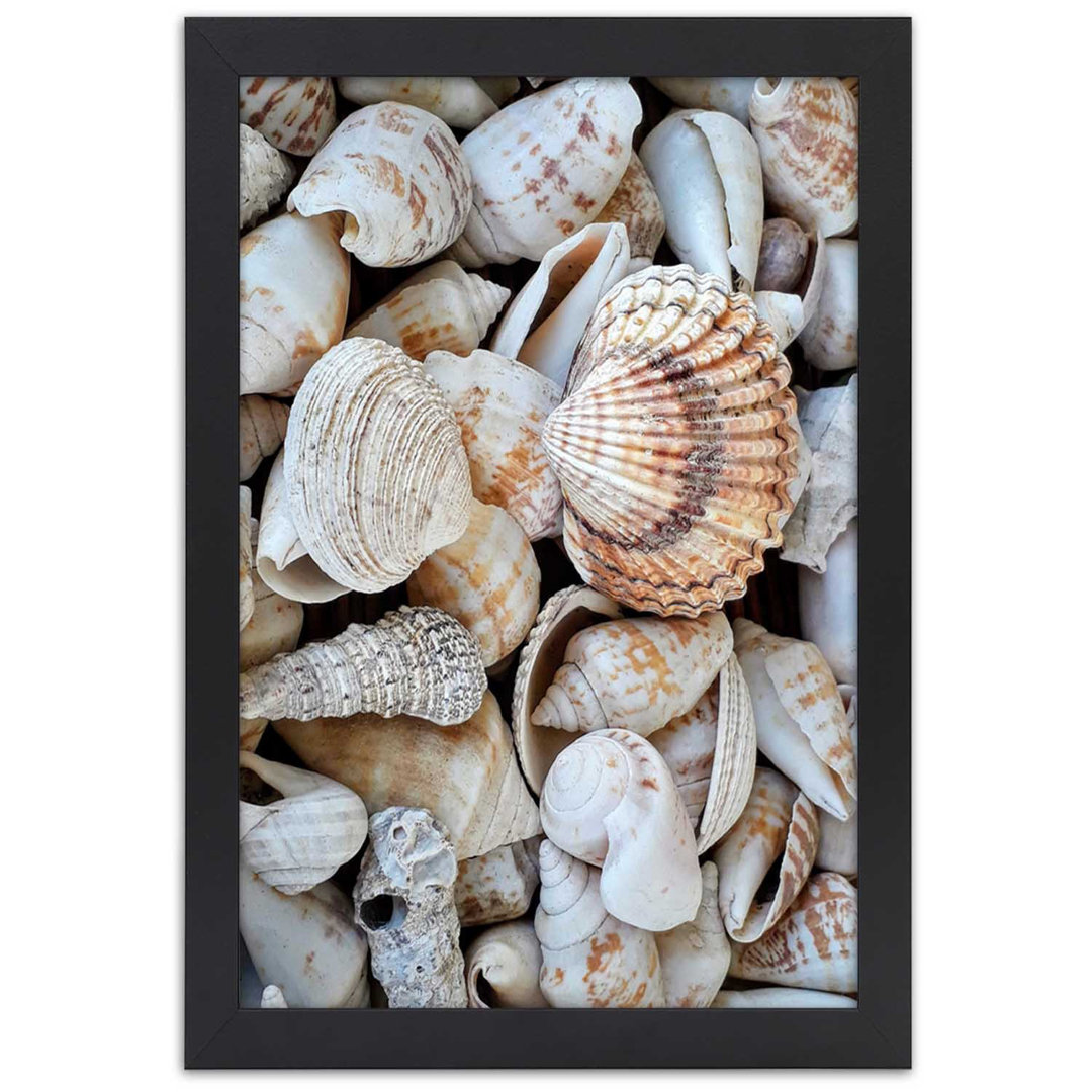 Gerahmtes Poster Close-Up On Sea Shells