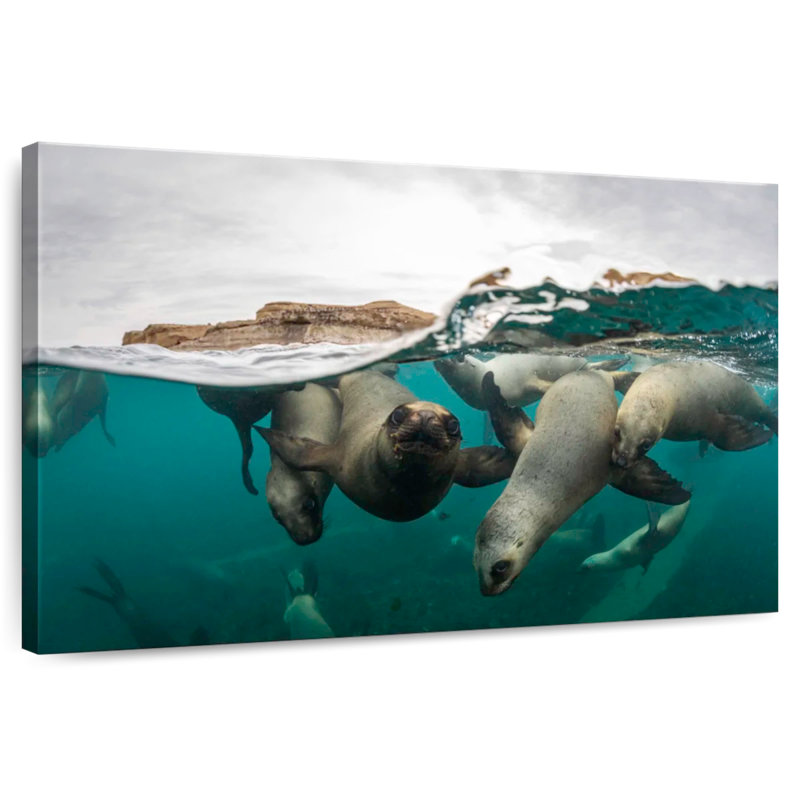 Lions de mer de Brampt nageant, H 16 po x l 24 po