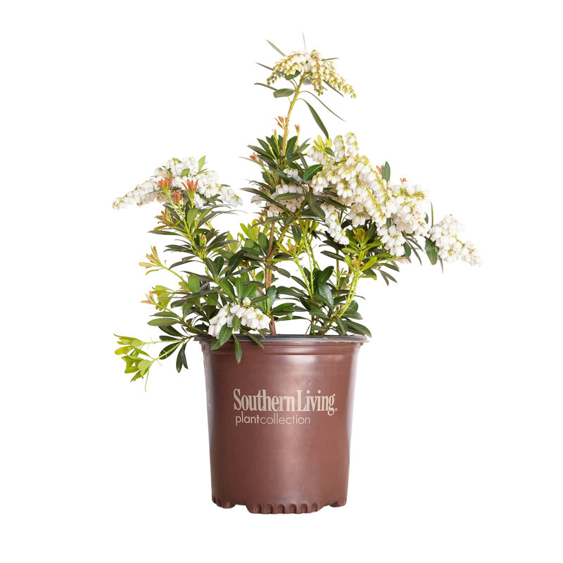 2 Gal. Mountain Snow Pieris - Flowering Evergreen Shrub for Shade to Part Sun