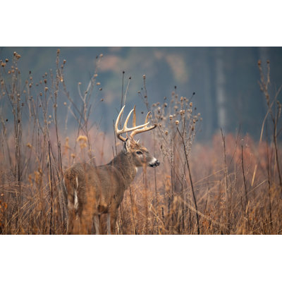 " Large Whitetailed Deer Buck "