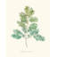 Herb Garden VI Print by Sara Brown-26774334-26774335
