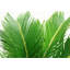 Sago Palm Tree in Décor Planter