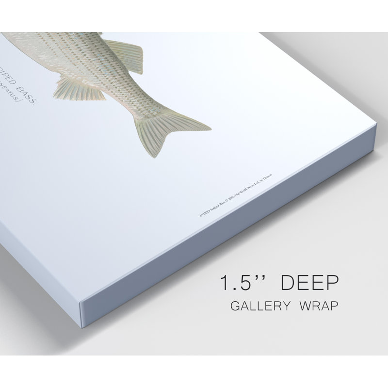 Striped Bass - Wrapped Canvas Print, 12" H x 8" W x 1" D