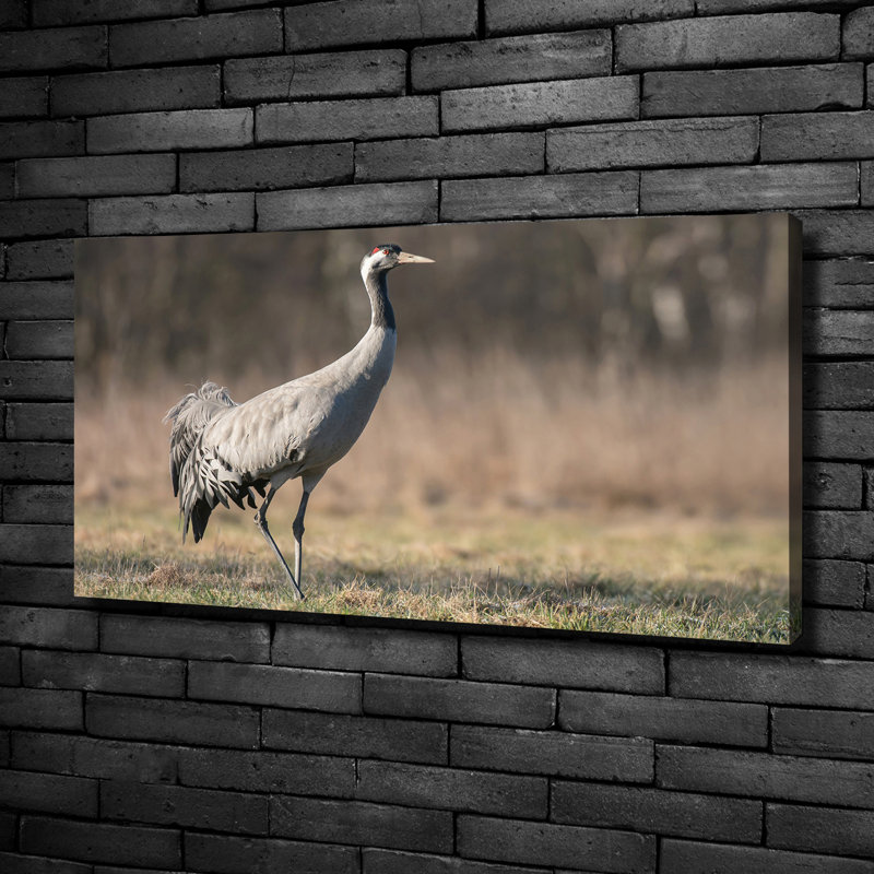 Heron - No Frame Print on Canvas