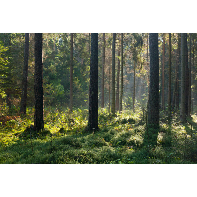 Forêt - photographie sur toile tendue, H 8 po x l 12 po