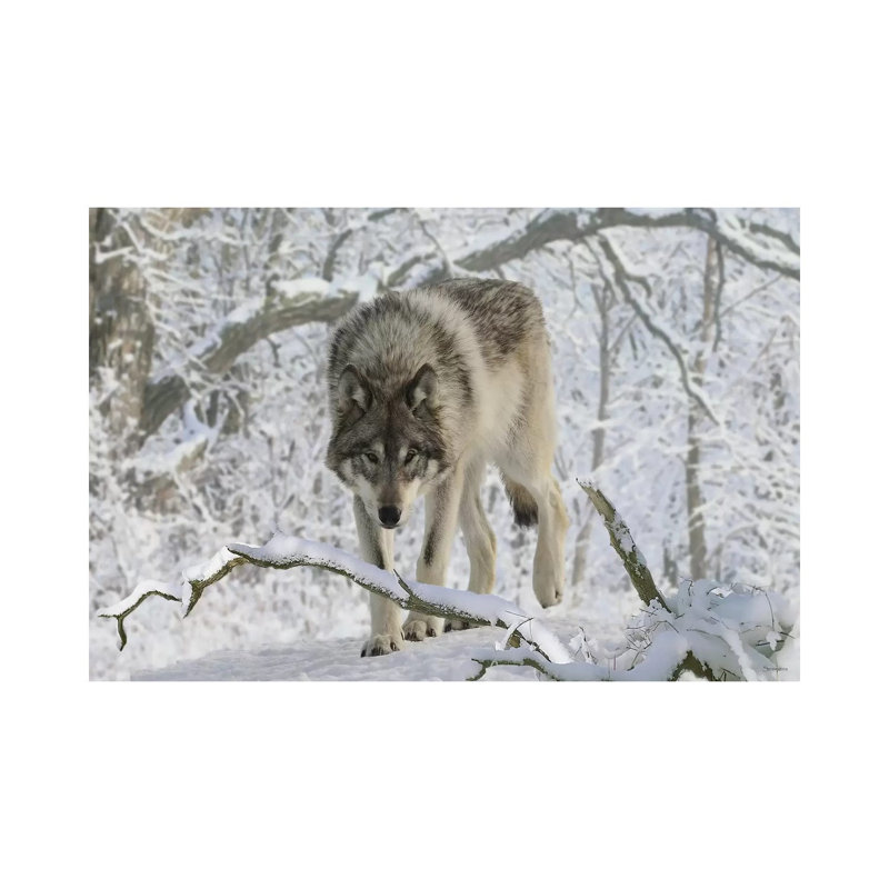 Zoo Wolf 04 by Gordon Semmens - Wrapped Canvas Print, 152.5 cm H x 101.5 cm W