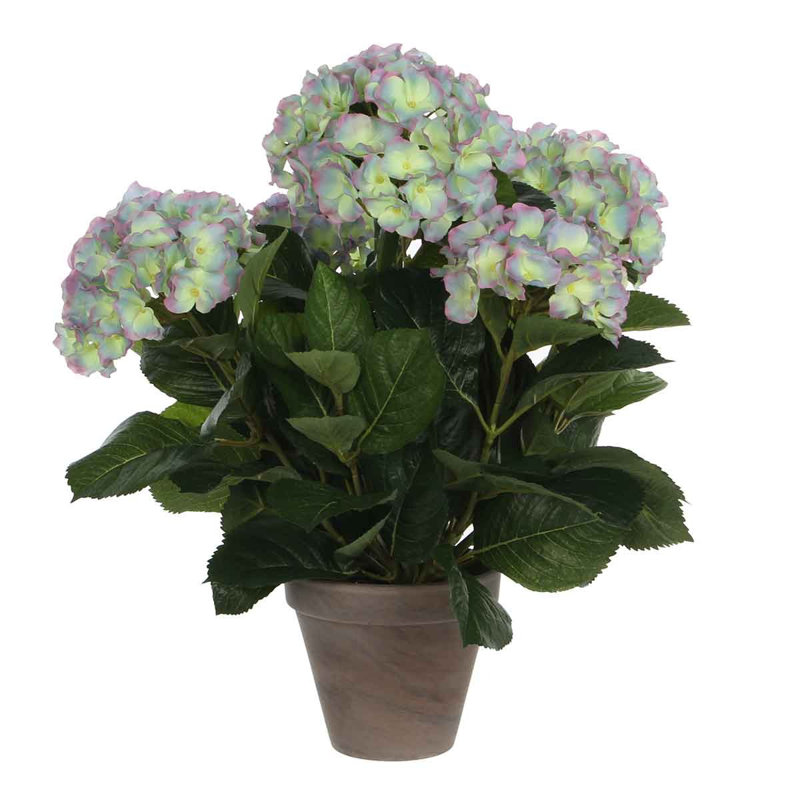 Hydrangea Arrangement in Pot, Purple
