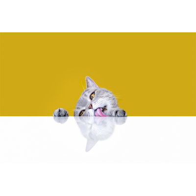 Cat Licking The Table - Wrapped Canvas Print