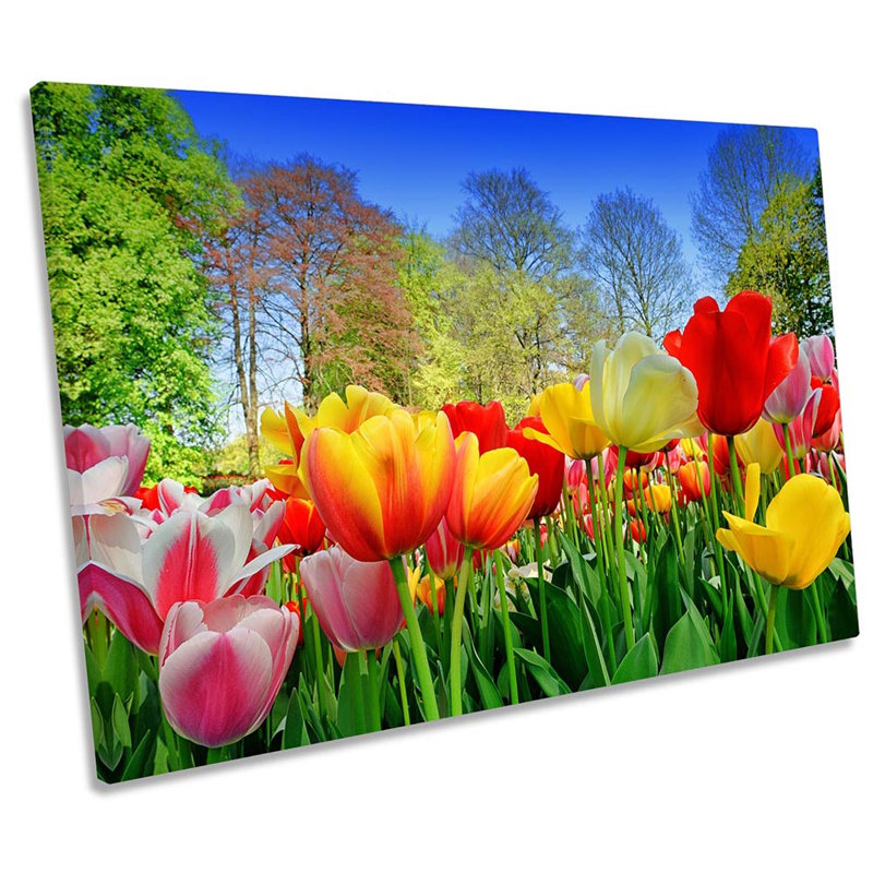 Tulip Flowers Gardern Floral - Wrapped Canvas Print, 30.5cm  H x 45.7cm  W