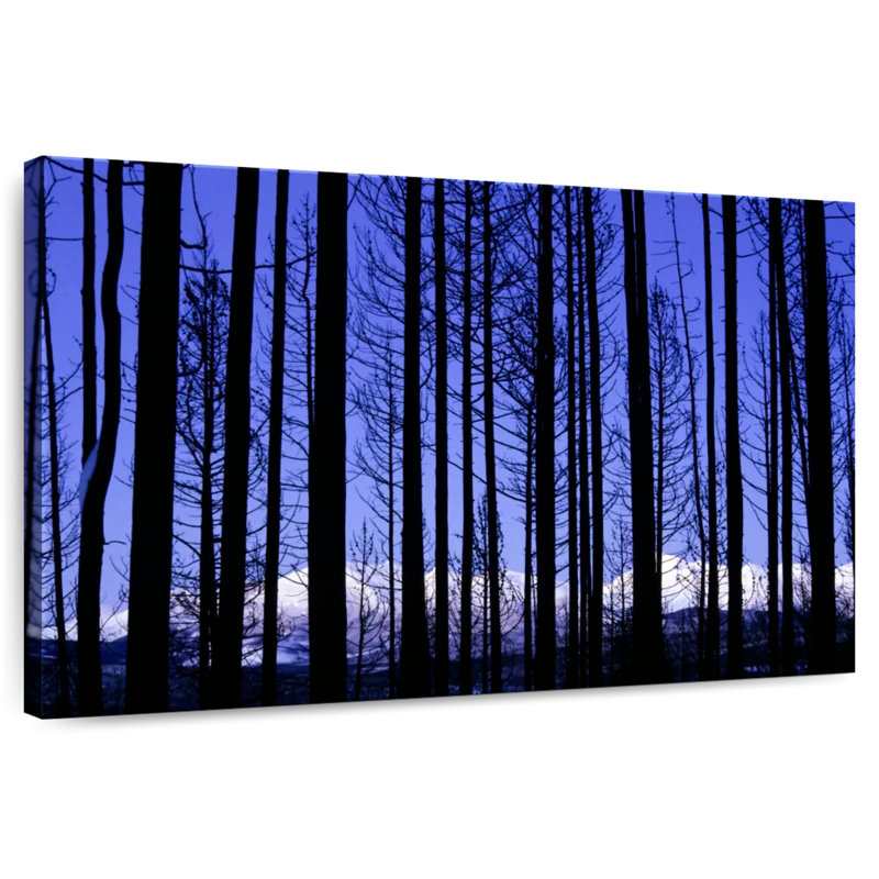 Arbres du parc national Harnek Glacier, H 34 po x l 51 po