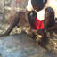 Figurine tambour en acier Playful Kitty and Butterfly