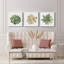 «Succulent Cameo III», ensemble de 3 toiles tendues-1414962208