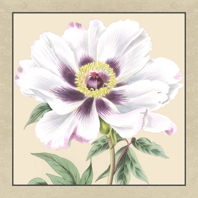 Small Peony Collection VI - Wrapped Canvas Painting