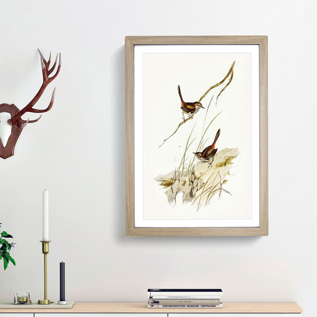 Cautious Wren by Elizabeth Gould - Picture Frame Graphic Art Print