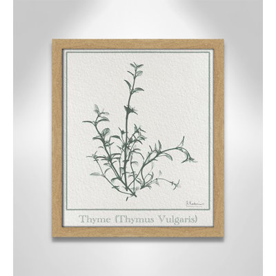 Jeanette "Thymus Vulgaris" Print