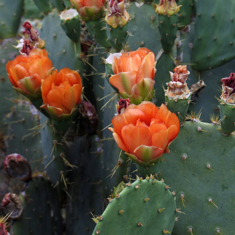 Blooming Prickly Pear - photographie, H 30 po x l 30 po, Non, Toile tendue