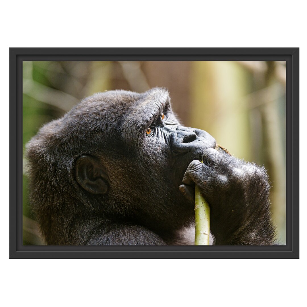 Gerahmtes Wandbild Gorilla isst