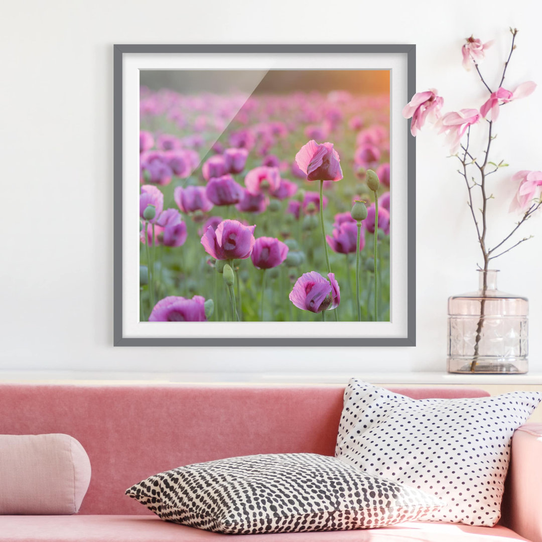 Gerahmtes Papierbild Violette Schlafmohn Blumenwiese im Frühling