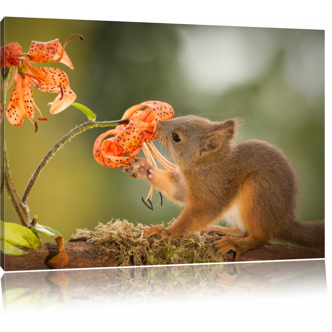 Leinwandbild Süßes Eichhörnchen riecht an einer Blume