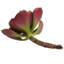 Ensemble de 12 plantes succulentes artificielles Echeveria-1866316394-1866316393