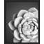 "Succulent cactus noir et blanc en fleurs" sur papier-98266659-98266657