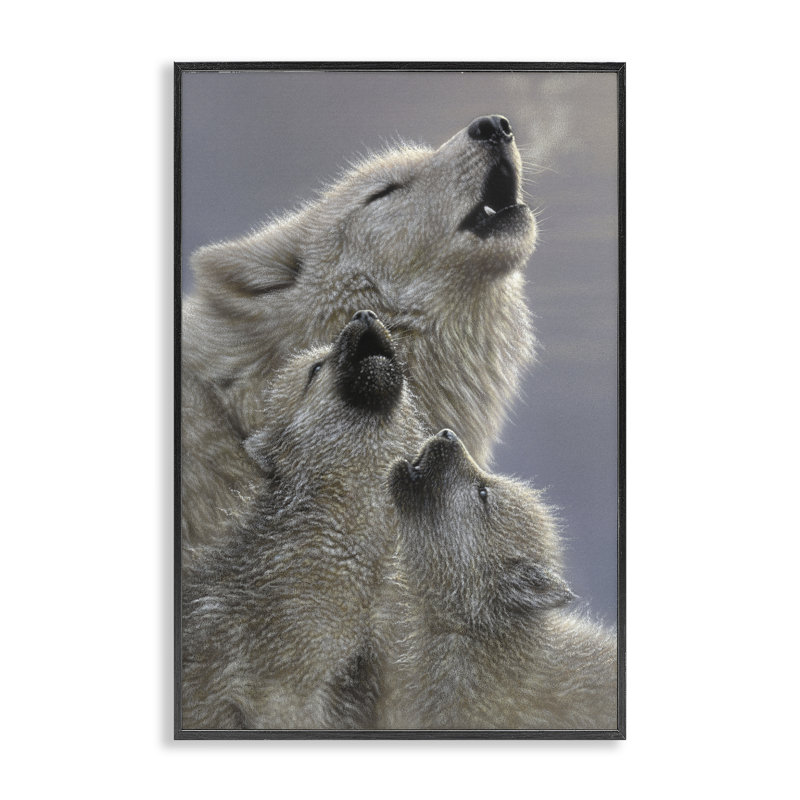 Singing Lessons White Wolves, giclée encadrée, conception par Collin Bogle, H 18 po x l 12 po, Giclée encadrée noir minuit