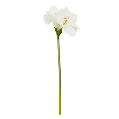 Fiori Amaryllis Arrangement