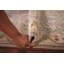 Tapis de couloir indien All-Over ivoire et beige Oushak 3 x 10
