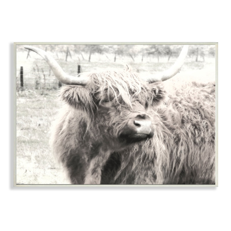 «Rustic Farm Highland C vache», photographie monochrome sur plaque par Graffitee Studios, H 13 po x l 19 po x P 0,5 po