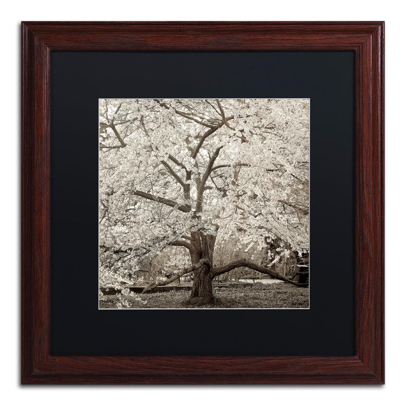 Alan Blaustein, «Hampton Magnolia II», reproduction de photo encadrée, H 16 po x l 16 po x P 0,5 po, Brun, Noir