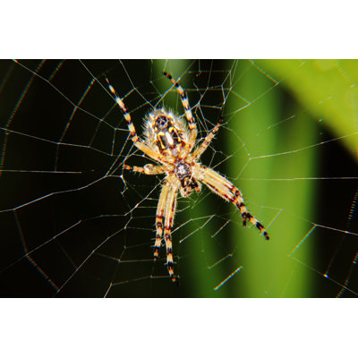 Emiterio Spider par Pali137