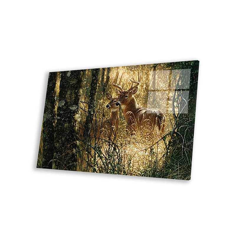 A Golden Moment - Whitetail Deer, Horizontal par Collin Bogle - impression d'art graphique sur, H 24 po x l 32 po x P 0,25 po