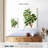Keiri Carob Tree-108383672